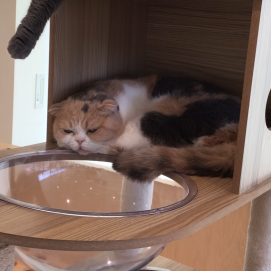 大人気キャットタワー😺