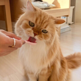 もふねこフォトコンテスト2026📷*・