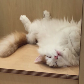 へそ天ライガ🥱💤