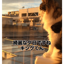 素敵な景色をネコちゃんと✨