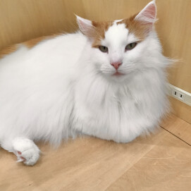 食いしん坊のライガくん💞