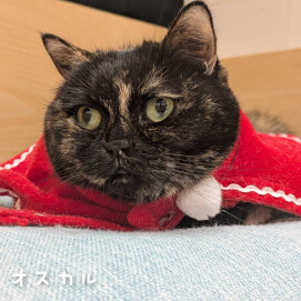 クリスマスイベントの様子をお届けします🎄
