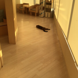 落ちているのは？