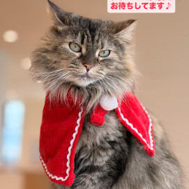 25日までクリスマス使用でお待ちしております🎄