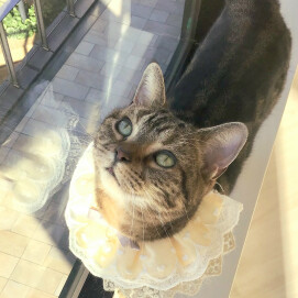 ✨本日、こまりちゃんの誕生日😌🎂