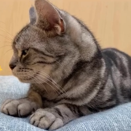 ねむいにゃ〜💤