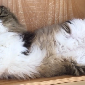 どんな夢を見てるのかな？