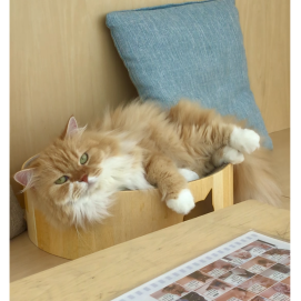 普段の風景🐈