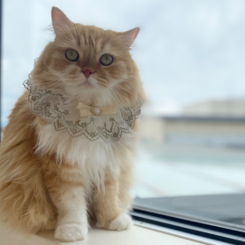 本日お誕生日のネコちゃんをご紹介🎉🐈