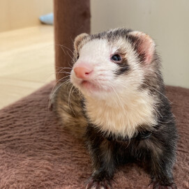 フェレットのマギーちゃん卒業日&お誕生日🎊