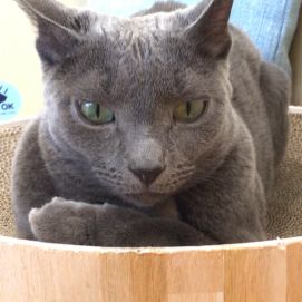 田吾作くん🐈‍⬛