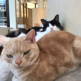 何頭見えるかな？
