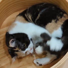 しっぽが気になる！