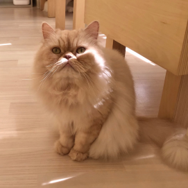 ふっわふわ☁️うにくん🐈