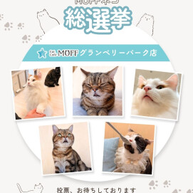✨第5回MOFFネコ総選挙✨