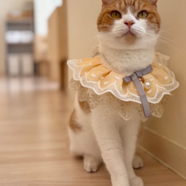 5/3はももすけくんのお誕生日🎂🎊