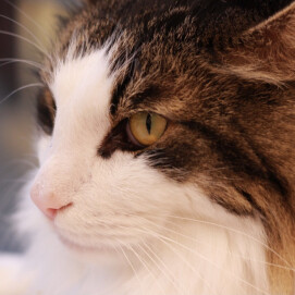 かっこかわいいキング君👑