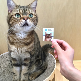 ネコちゃんステッカー配布中🐱🩷