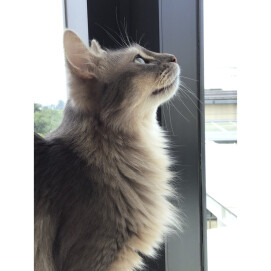 もどかしさをお外に向けて🐈
