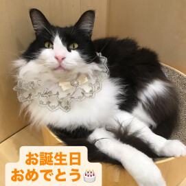 ノリスケくんおめでとう!🎊