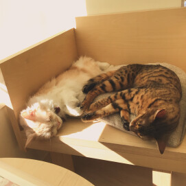 一緒におねんね🛏️