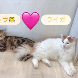 トラくん🐯×ライガくん🐱