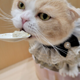 あんずちゃんのお誕生日会❣️