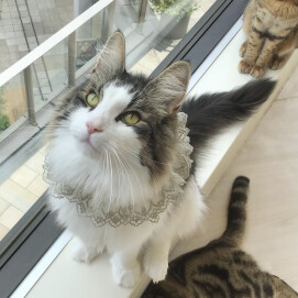 🎂キングくんのお誕生日👑