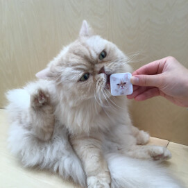 🐱缶バッチSPが新しくなりました✨