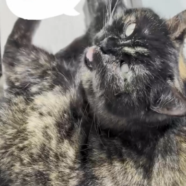 お返事できます😼✨