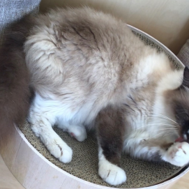 毛づくろい中🐈