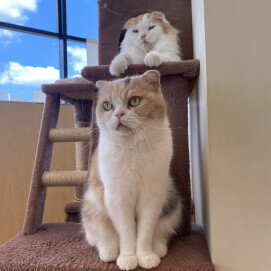 晴天とネコ達