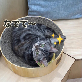 くつろぎ“にこ“ちゃん🐾