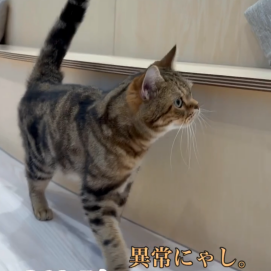 異常にゃし