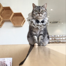 にこちゃんが6才を迎えました🥳