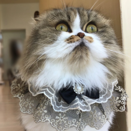 🎉本日7/5はクルミちゃんの誕生日🎂