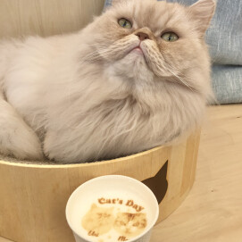 ネコの日限定ラテアート☕️