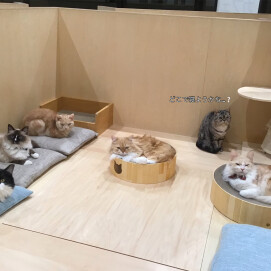 コウメの楽しいお遊び♪