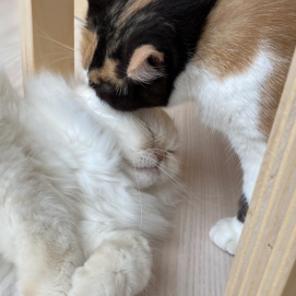 今日も今日とて毛繕い✨