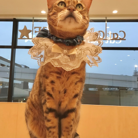 桃子ちゃんの9才のお誕生日です✨