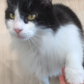 お手ができます😸