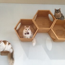 高いところが大好き🩷