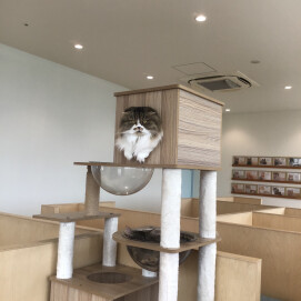 ヒョコッと登場クルミちゃん🐱
