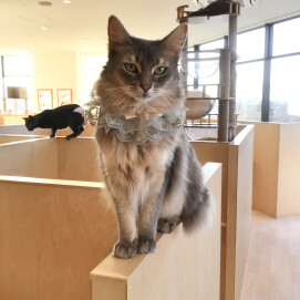 そらりちゃんおめでとう🎉