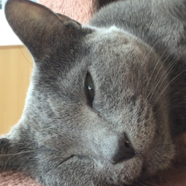 うとうとサニーくん🐈‍⬛