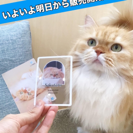 MOFF Cat Collecion Card販売スタート！