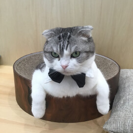 モッフモフ💓