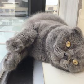 狭いところが好き🐱