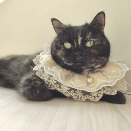 🎂4/22はオスカルちゃんのお誕生日🐈‍⬛