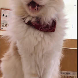 ティラくんは遊びたい盛り😸